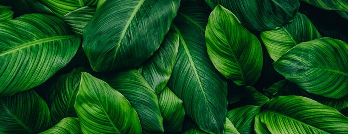 Sticker Abstract green leaf texture, nature background, tropical leaf