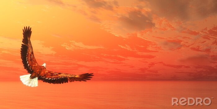 Sticker Adler vor einem orangefarbenen Himmel