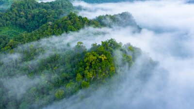 Aerial view of morning mist at tropical rainforest mountain, background of forest and mist, Aerial top view background forest.