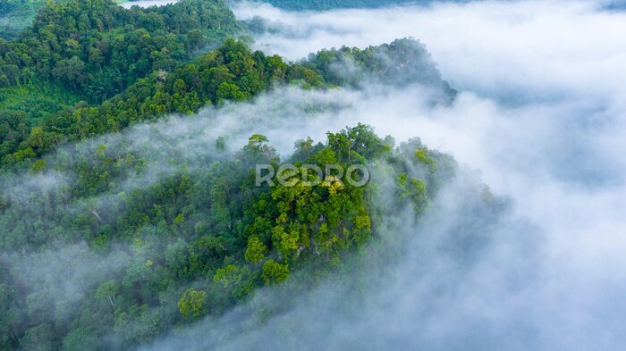 Sticker Aerial view of morning mist at tropical rainforest mountain, background of forest and mist, Aerial top view background forest.