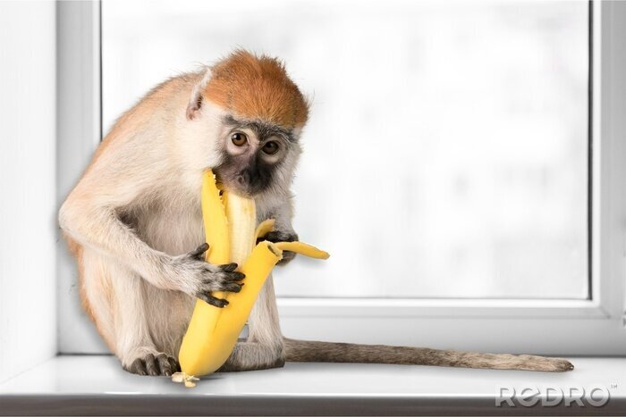 Sticker Affe isst eine Banane auf der Fensterbank