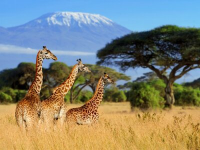 Afrikanische Landschaft mit Giraffen und Kilimandscharo