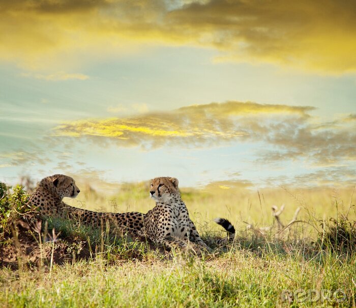 Sticker Afrikanische Landschaft vor dem Hintergrund der Wolken