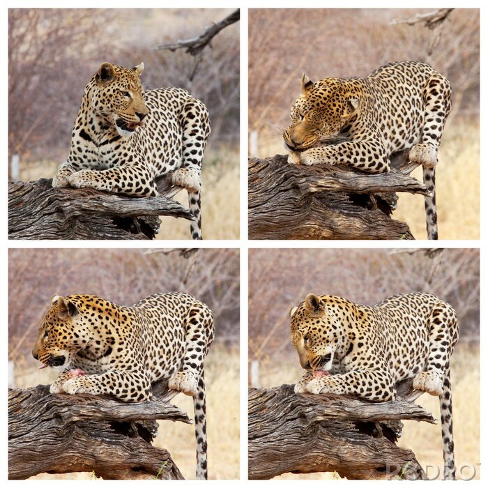 Sticker Afrikanische Leopard und Beute