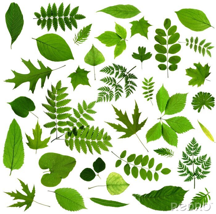 Sticker Alle Arten von grünen Blättern