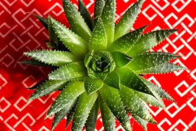 Sticker Aloe aristata succulent plant