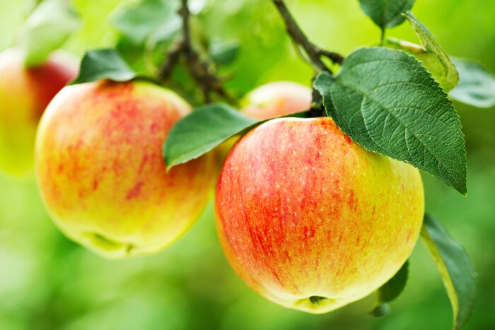 Sticker Am Baum reifende Äpfel