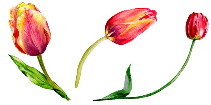 Sticker Amazing red tulip flower with green leaf. Isolated hand drawn botanical flower. Watercolor background illustration set.