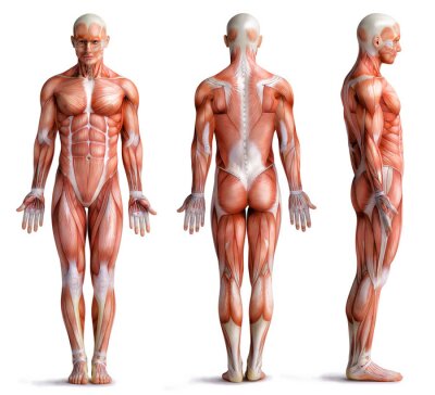 Anatomische Muskeln an einem menschlichen Modell