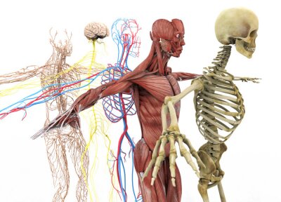 Anatomische Systeme im menschlichen Körper