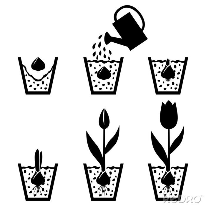 Sticker Anleitungen für den Anbau von Tulpen