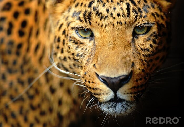 Sticker Annäherung an die Schnauze eines Leoparden