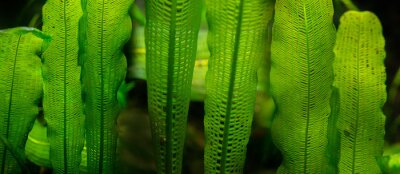 Sticker Aponogeton madagascariensis aquarium plant close up