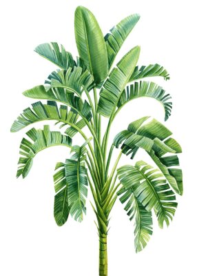 Sticker Aquarell Bananenbaum auf weißem Hintergrund