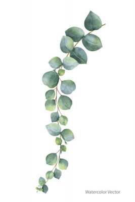 Sticker Aquarell Eukalyptus