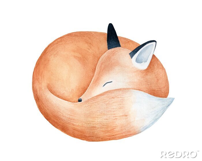Sticker Aquarell Fuchs schlafend und zu einer Kugel zusammengerollt