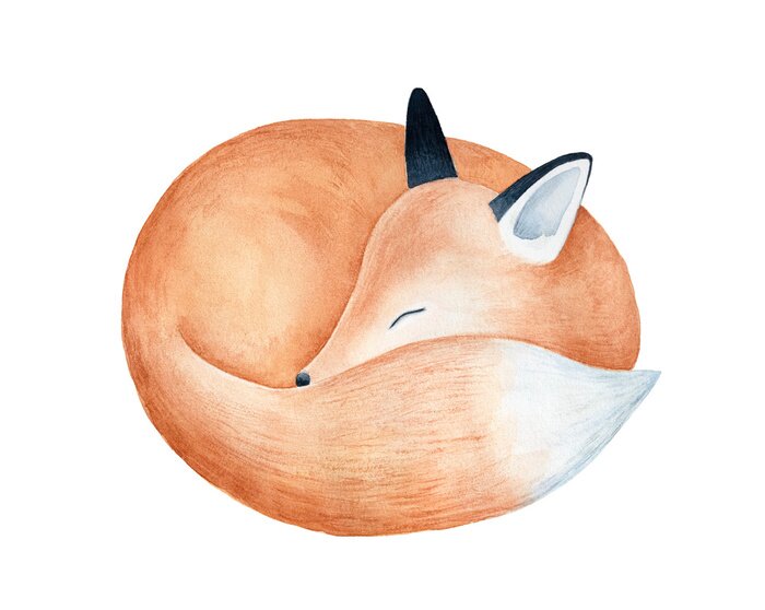 Sticker Aquarell Fuchs schlafend und zu einer Kugel zusammengerollt