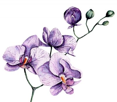 Sticker Aquarell lila Orchidee auf weißem Hintergrund