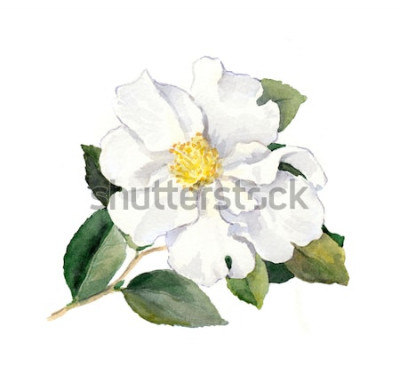Sticker Aquarell mit weißer Blume