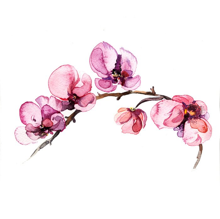 Sticker Aquarell Orchideenblüten auf einem Zweig