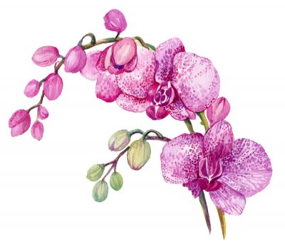 Sticker Aquarell rosa Orchideenblüten auf weißem Hintergrund