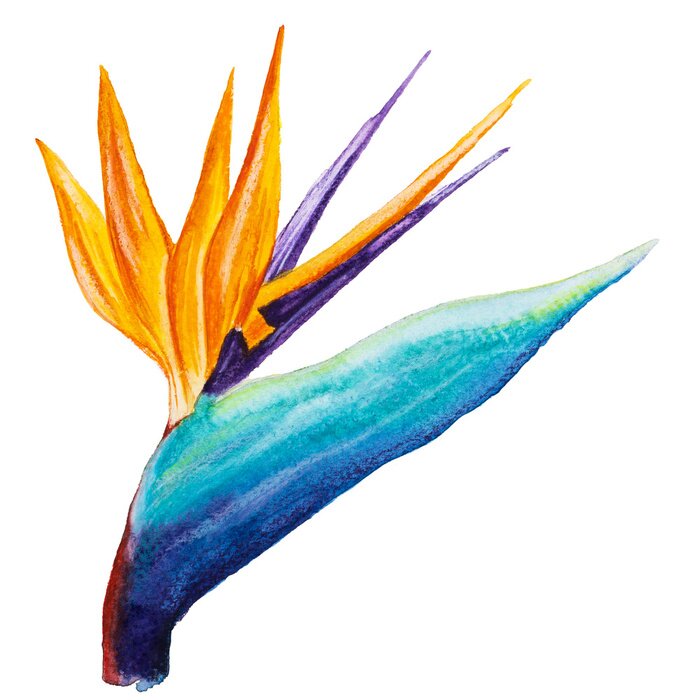 Sticker Aquarell Strelitzia Blume auf weißem Hintergrund