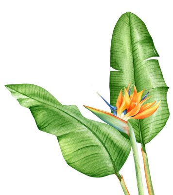 Sticker Aquarell Strelitzia in Blüte und grünen Blättern