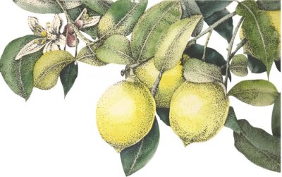 Sticker Aquarell Zitronen Vektor