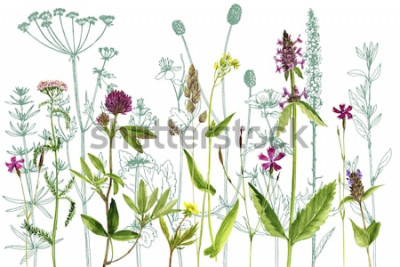 Sticker Aquarellzeichnung wilde Pflanzen mit Blumen, Knospen und Blättern, gemalte botanische Illustration im Weinlesestil, Farbblumenschablone, handgezeichneter natürlicher Hintergrund