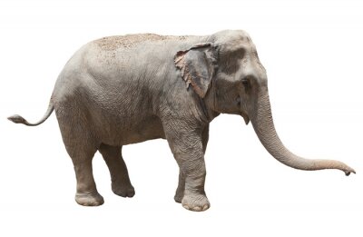 Sticker Asiatischer Elefant 3D