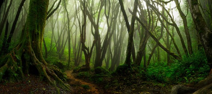 Sticker Asiatischer tropischer Regenwald