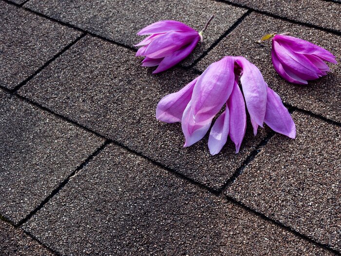 Sticker Auf dem Boden liegende Magnolien