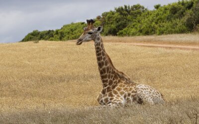 Sticker Auf dem Gras sitzende Giraffe