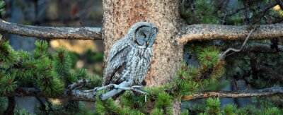 Sticker auf einem Baum schlafende Eule