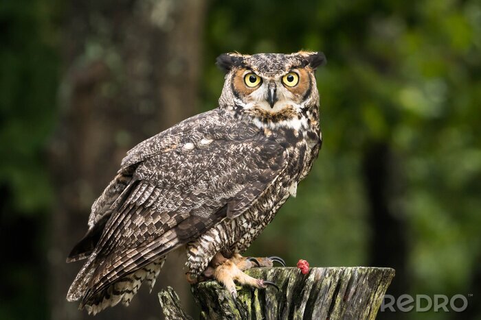 Sticker Auf einem Baumast sitzende Eule