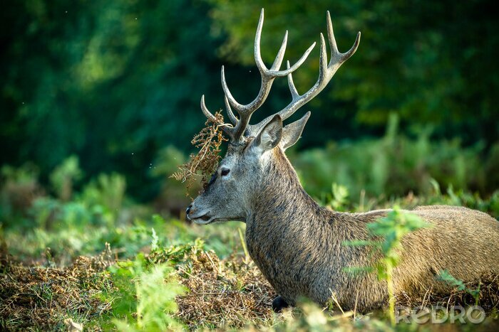 Sticker Auf Moos liegendes Waldtier