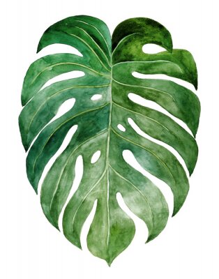 Ausdrucksstarkes Monstera-Blatt
