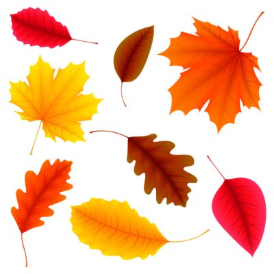 Sticker Autumn Leaves Set