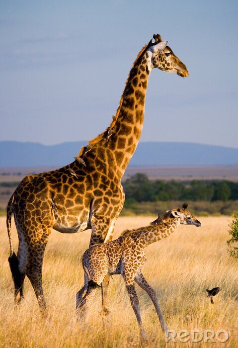 Sticker Baby Giraffe mit Mama und Vögeln