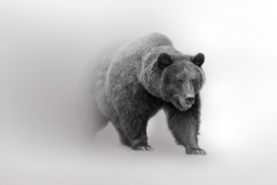 Bär auf grauem Hintergrund