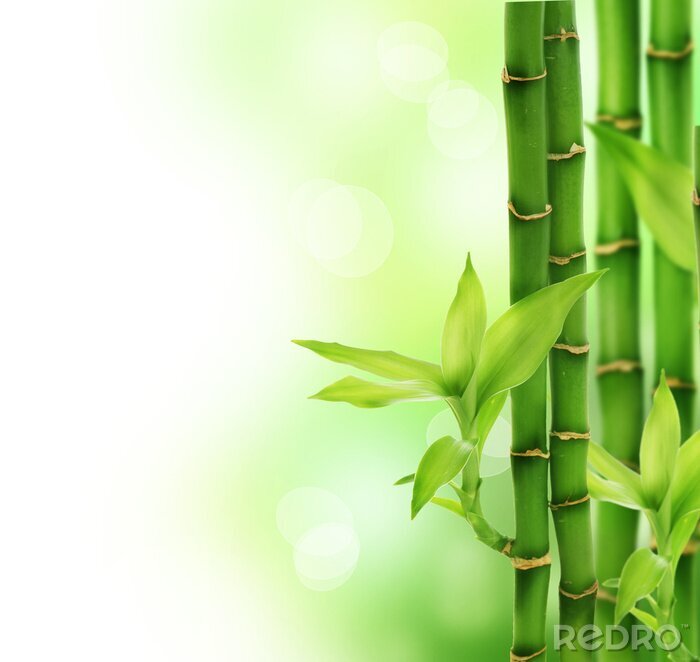 Sticker Bambus 3D auf abstraktem Hintergrund