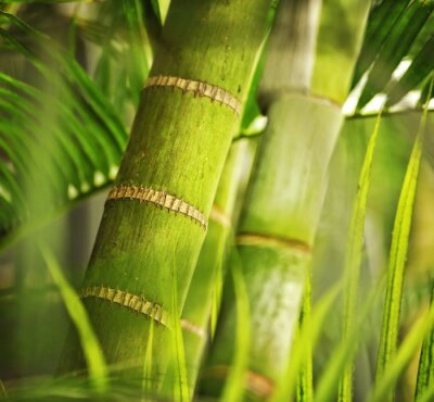 Bambus in Makro-Version