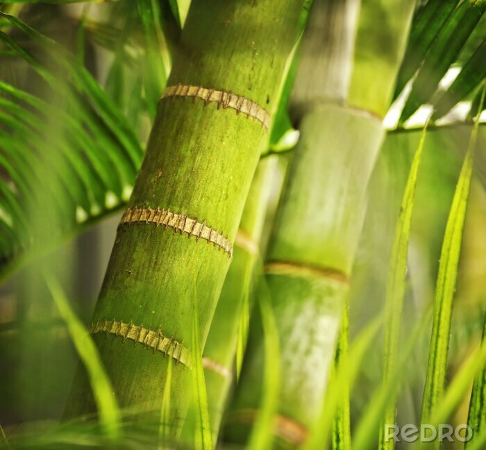 Sticker Bambus in Makro-Version