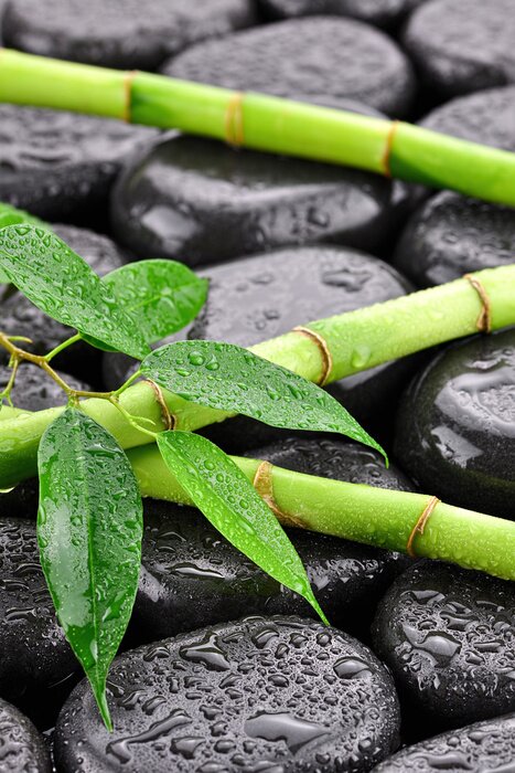 Sticker Bambus mit Blättern Nahaufnahme