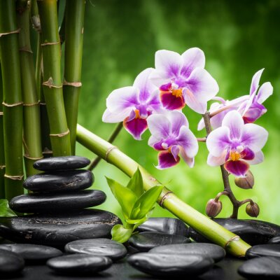 Bambus Orchideen und Steine