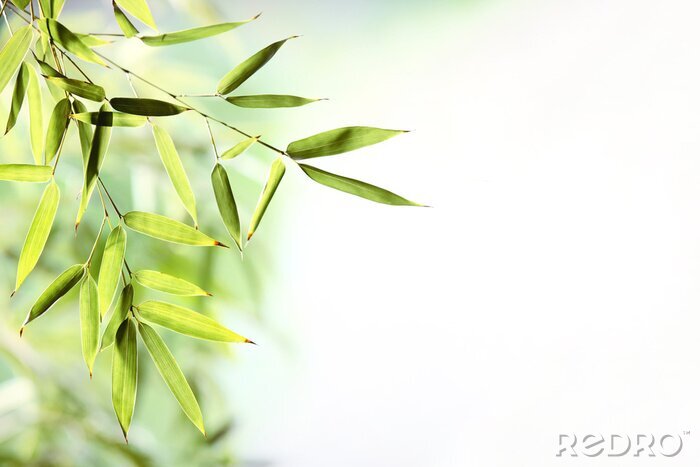 Sticker Bambusblätter auf hellem Hintergrund
