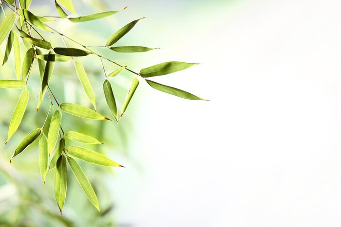 Sticker Bambusblätter auf hellem Hintergrund