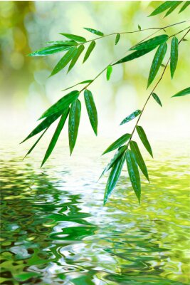 Bambusblätter über der Wasseroberfläche