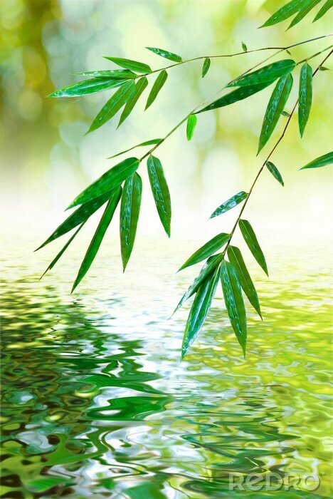 Sticker Bambusblätter über der Wasseroberfläche