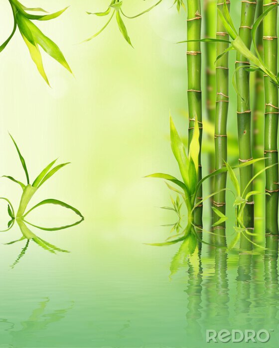 Sticker Bambusse auf grünem Hintergrund